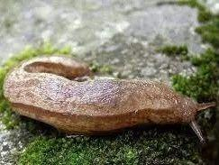 双线嗜黏液蛞蝓 Meghimatium bilineatum（图片源自网络）