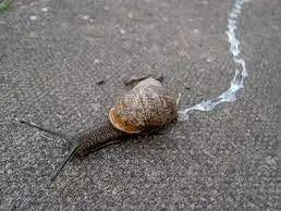 蜗牛留下的黏液线（图片源自网络）