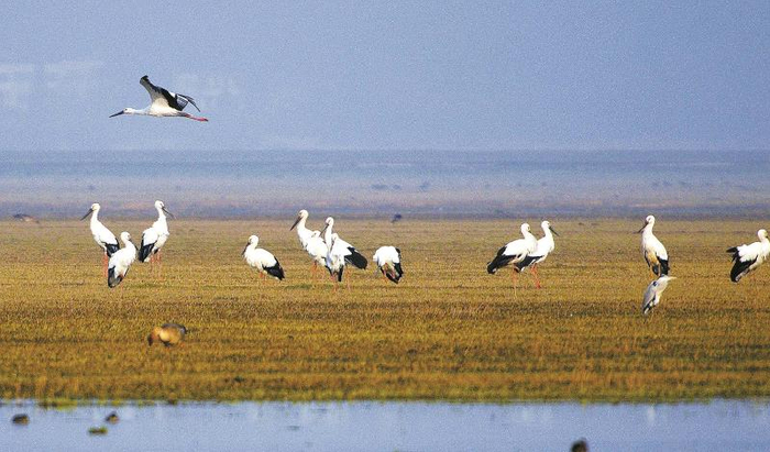 东方白鹳悠然自得，优雅踱步 朱国威摄