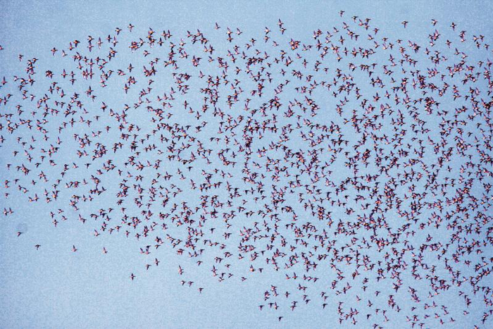 成千上万只花脸鸭形成巨大“鸟浪” 文明摄