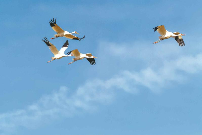 仙气飘飘的白鹤，不负冬日美景 升金湖管理处供图