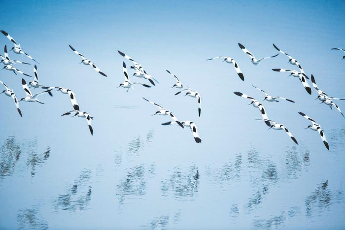 成群反嘴鹬不时翩然而起 孙永新摄