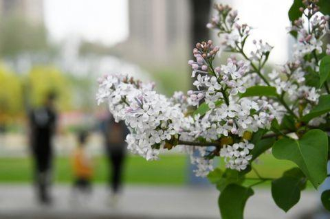资料图 丁香花开 新华社记者 王建威 摄