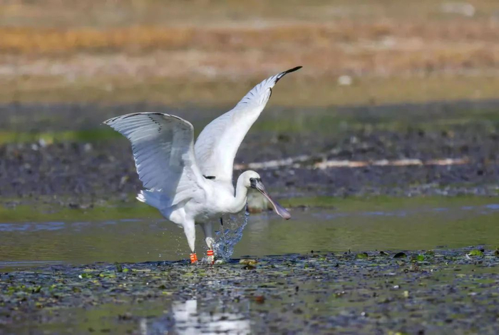 大理州委宣传部 供图