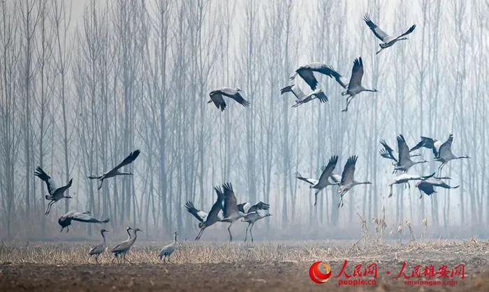 来到雄安新区越冬的灰鹤。贺友顺摄