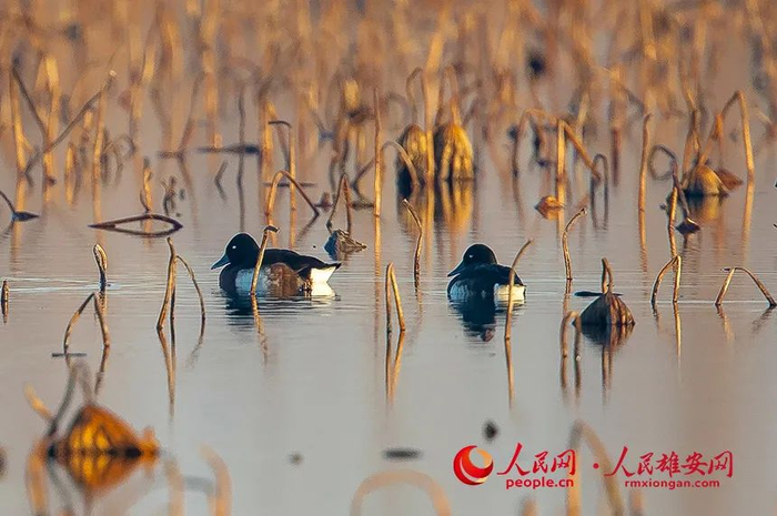 来到白洋淀的青头潜鸭。贺友顺摄