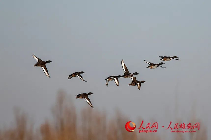 来到白洋淀的青头潜鸭。贺友顺摄