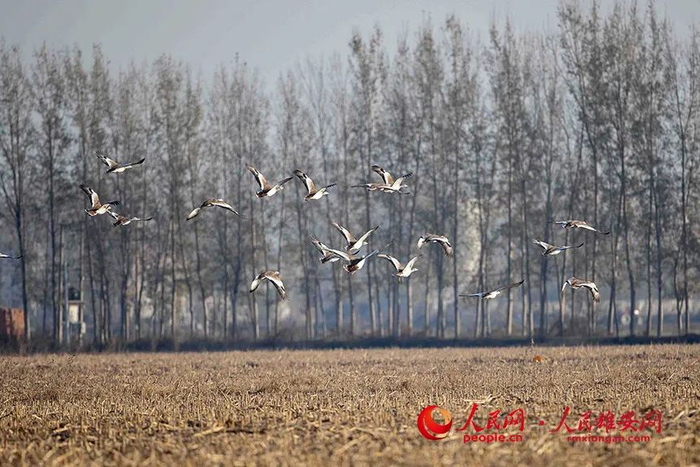 来到雄安新区越冬的大鸨。贺友顺摄