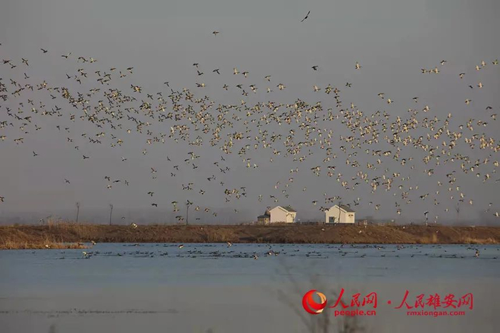 在府河流域栖息的鸟类。齐洺摄