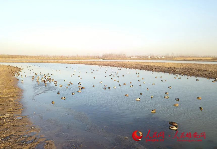 在孝义河湿地内栖息的野鸭。韩战桥摄