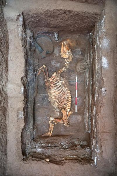 江村大墓马骨出土情况。图/中新图片