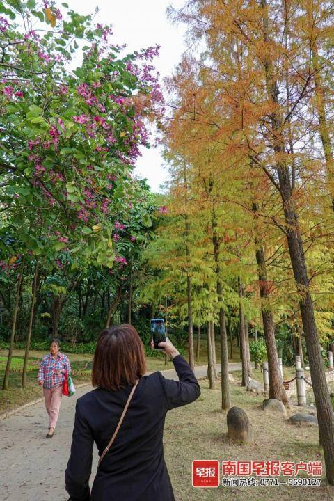 金花茶公园内，繁花盛开的紫荆树与秋意正浓的池杉形成鲜明对比。南国早报客户端记者 邹财麟摄