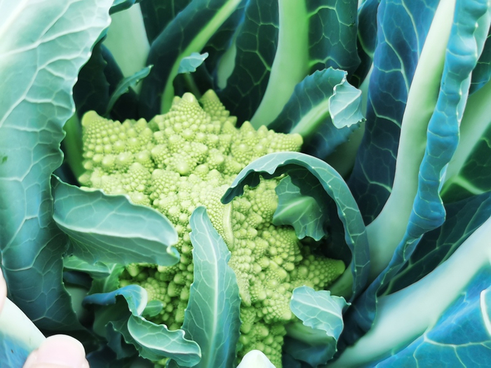 形似宝塔的花菜