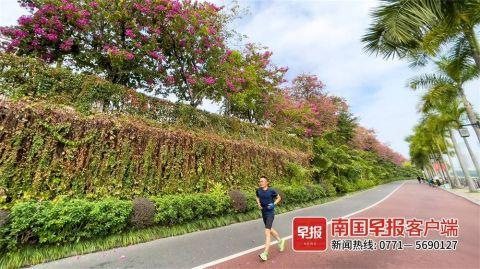南湖公园西畔，一整排紫荆树繁花正茂。南国早报客户端记者 邹财麟摄