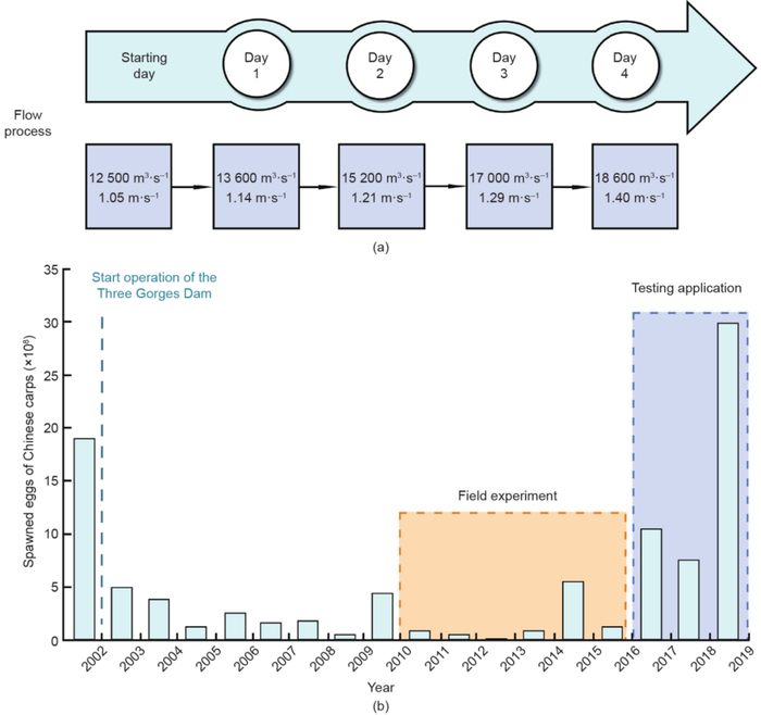 图8 在三峡大坝下游的作业中应用流速工程的建议流程，以改善家鱼的繁殖（a）；自流程实施以来，三峡大坝下游家鱼产卵的变化（b）。数据来自中国三峡公司和中国环境监测中心