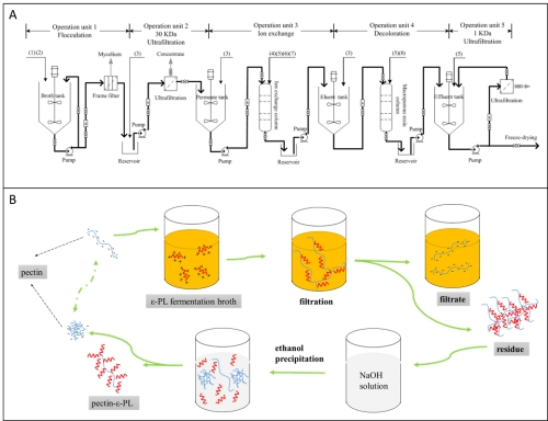 （A）传统聚赖氨酸制备工艺流程图；（B）本研究中果胶法分离聚赖氨酸的方法（研究团队供图）