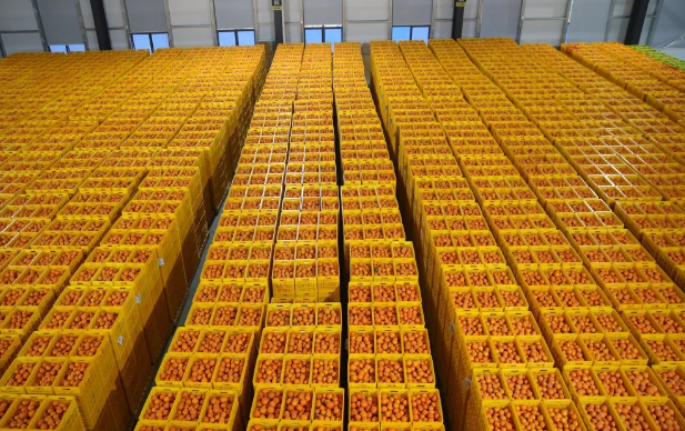 准备发往市场的湘佳柑橘（摄影：肖伟）