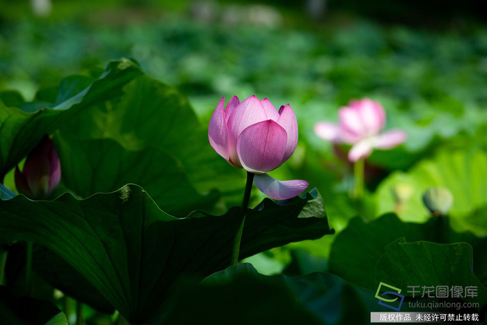 在大运河森林公园东岸的银枫秋实景区，荷花池里，朵朵荷花竞相绽放，幽香沁人心脾。王丹枫摄