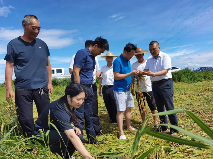 全力做好政策性农业保险，推动乡村振兴战略，保障农民增收，缩小城乡差距。图为人保财险工作人员在查勘“烟花”台风受损水稻