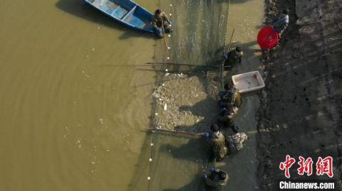 彭泽县芳湖水域渔场内，养殖户正在进行捕捞作业。　袁昕　摄