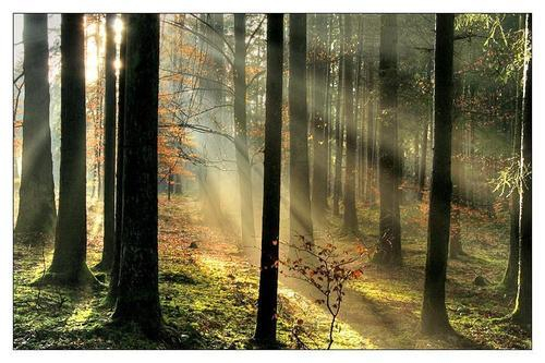 树林间的丁达尔现象。（资料照片）
