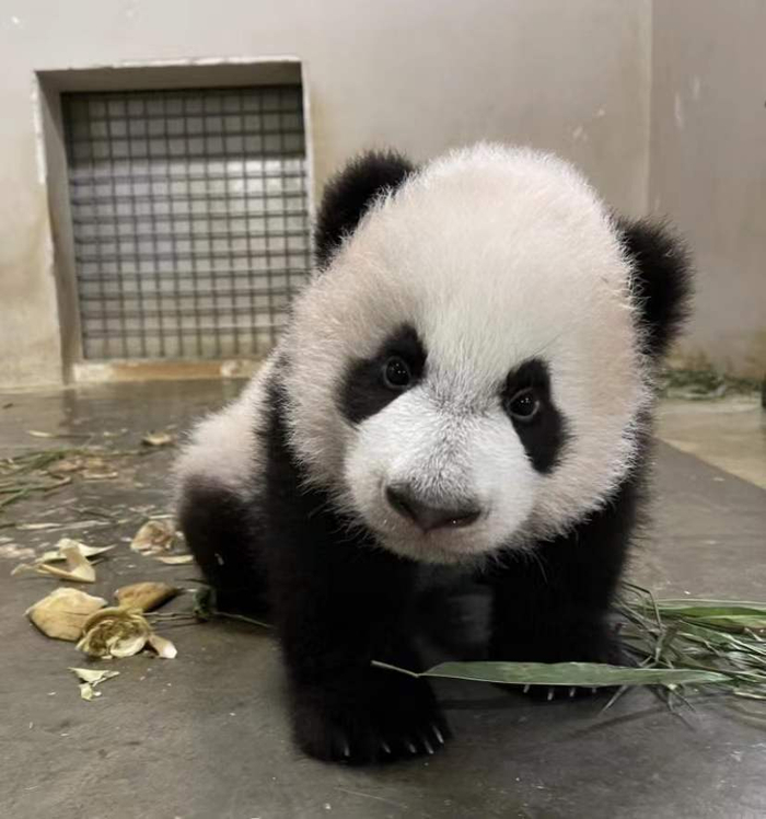 △大熊猫宝宝“叻叻”