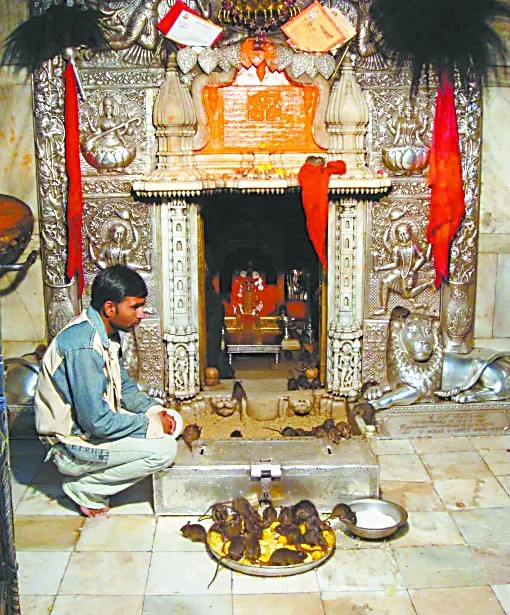 老鼠在庙里享用美味大餐。