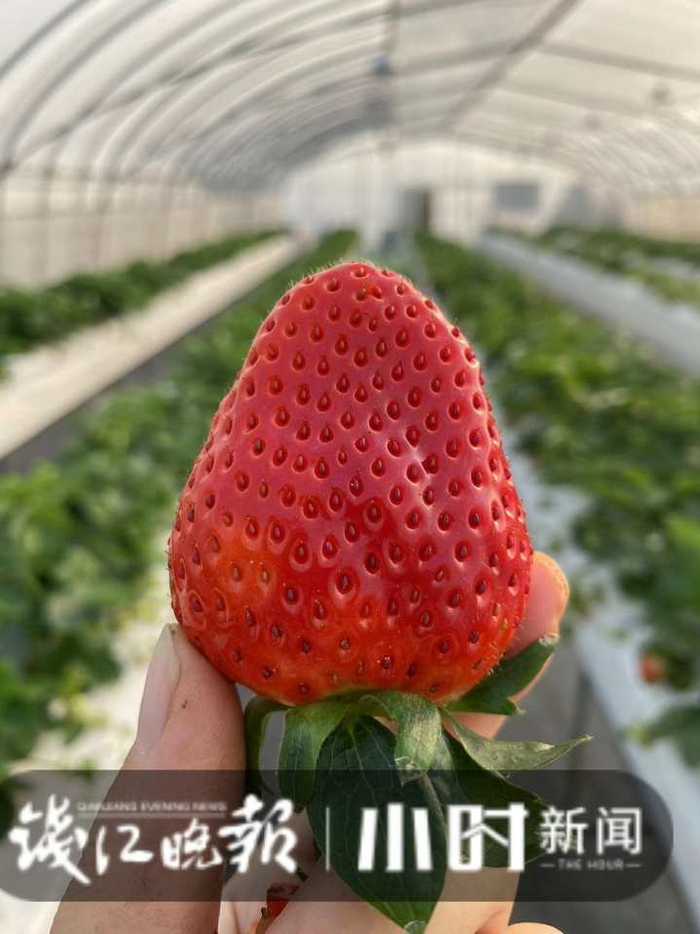 早熟草莓‘建德红’，省农科院选育