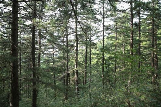 内蒙古黑里河油松林 贾黎明摄