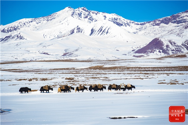 白漫漫处无香草，笛弄梅花过别山。（西藏自治区纪委监委供 齐齐格果果 摄）