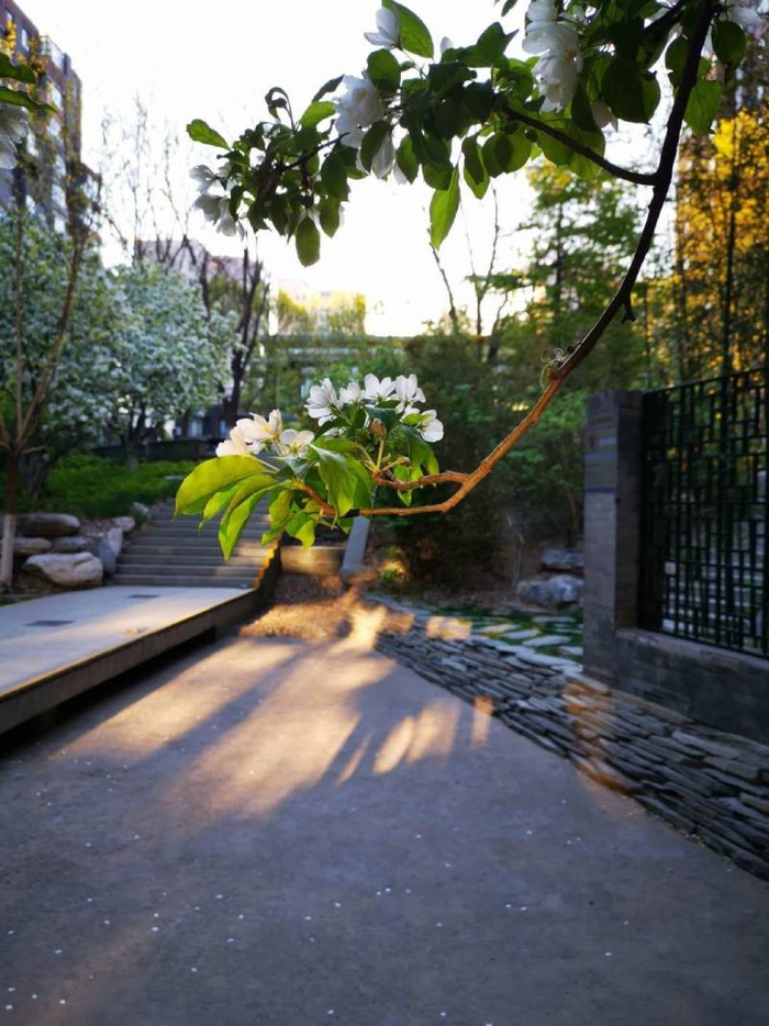 李静所在社区景观。 受访者供图