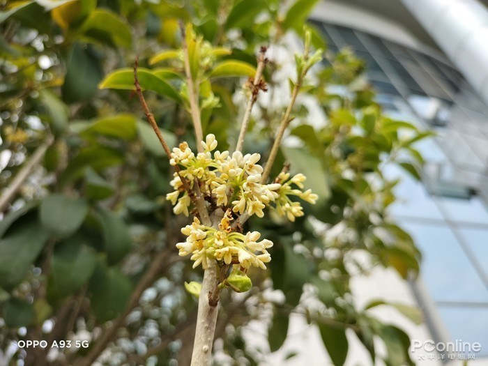 OPPO A93微距样张