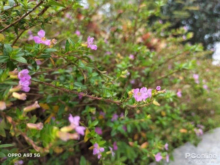 OPPO A93微距样张