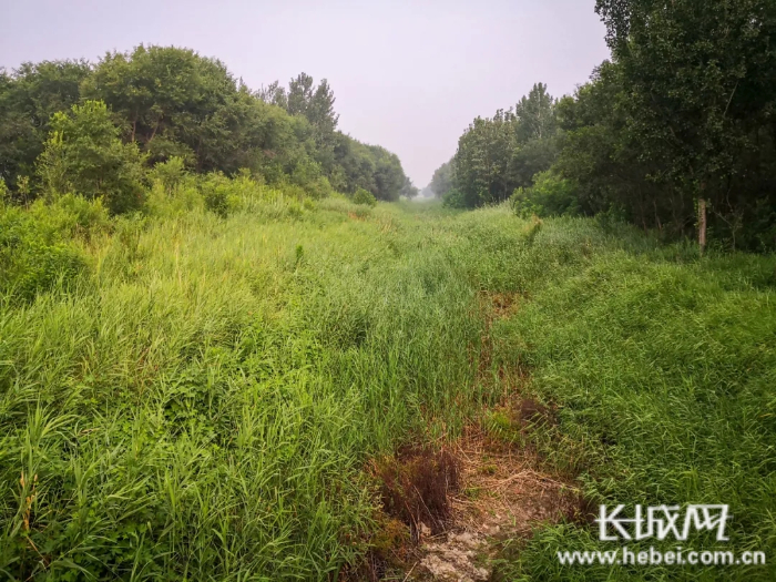 　过去吴桥县沟渠淤积，杂草丛生，失去引水蓄水功能。吴桥县水务局 供图