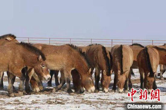 新疆普氏野马。 张赫凡 摄