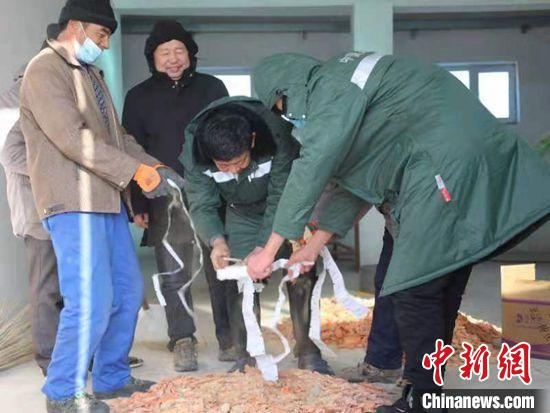 为新疆普氏野马驱虫，采取粪便样本。 张赫凡 摄