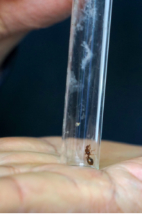 红火蚁的蚁后个头要比工蚁大很多，但没有攻击性。健康时报记者牛宏超／摄