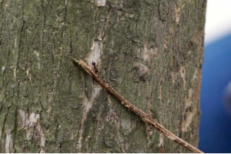 红火蚁取食农作物的种子、幼芽、根茎、果实，影响农作物的生长，叮咬禽畜造成伤害，又或者将蚁巢建在电器、通讯设施中，引发断路事故。在公路旁随处可见的红火蚁。健康时报记者牛宏超／摄