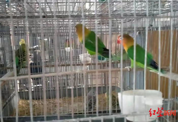 ↑养殖户饲养的费氏牡丹鹦鹉（右上）