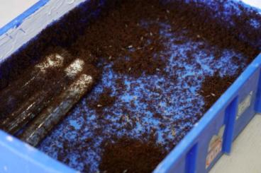 实验室饲养盒里的红火蚁。健康时报记者牛宏超／摄