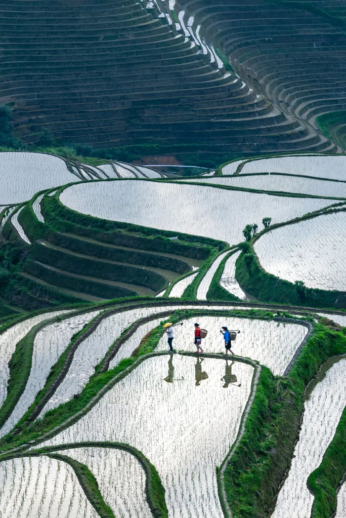 ▲ 龙胜梯田。摄影/邱新生