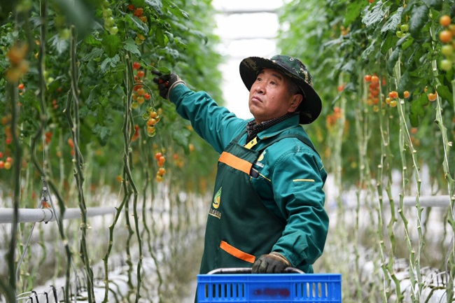 绿色金融助力绿色发展。图为近日在兰州新区现代农业示范园内，工人进行采摘 新华社图