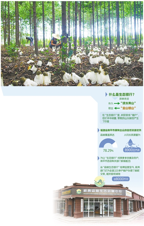  南平市农户林下套种竹荪喜迎丰收。池亮亮摄 顺昌森林生态运营中心。本报记者 薛志伟摄
