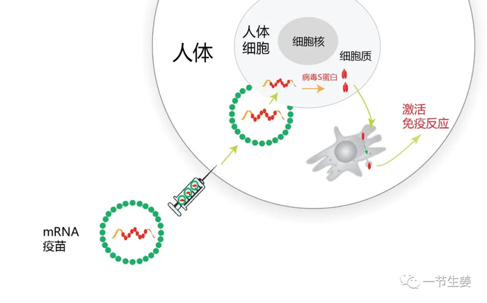 图：mRNA疫苗原理