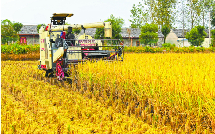 在江苏金湖县金南镇，一辆安装北斗导航系统的收割机正在虾稻共生的稻田里收割水稻。梁德斌 摄