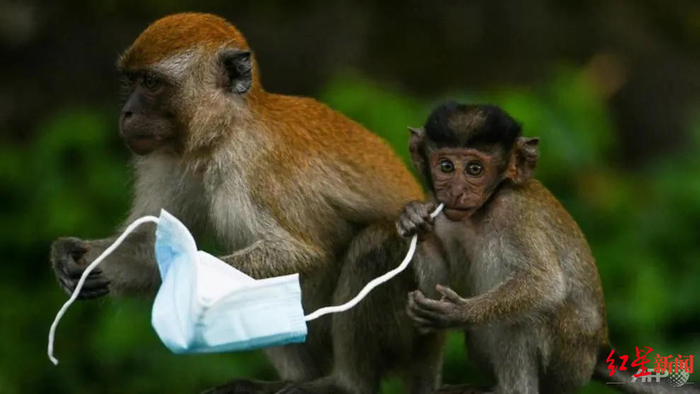 ↑吉隆坡郊外的猴子嚼着口罩图据法新社