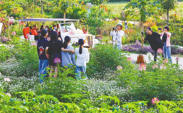 ②2月14日，游客在定安县香草田园共享农庄游玩。 海南日报记者 张茂 摄