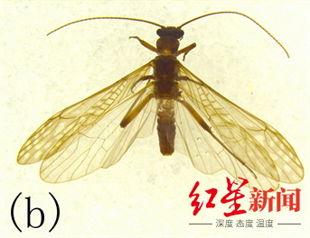 ↑“胡古叉襀”成虫。