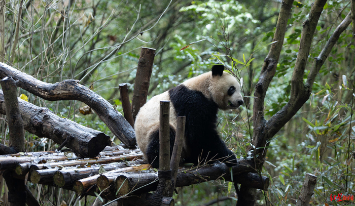  在室外活动的大熊猫