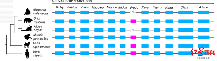 大熊猫的DACH2基因的调控元件丢失情况示意图